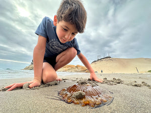 Between the Tides: Simple Tips for Exploring Tide Pools