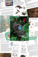 WILD Mag Issue 39: Eggs