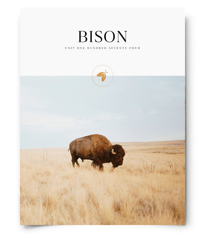 Bison