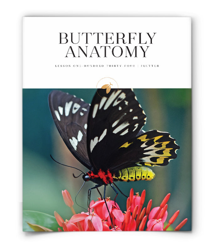 Butterfly Anatomy