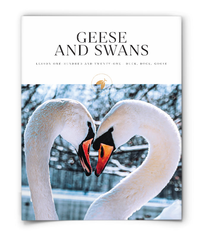 Geese and Swans