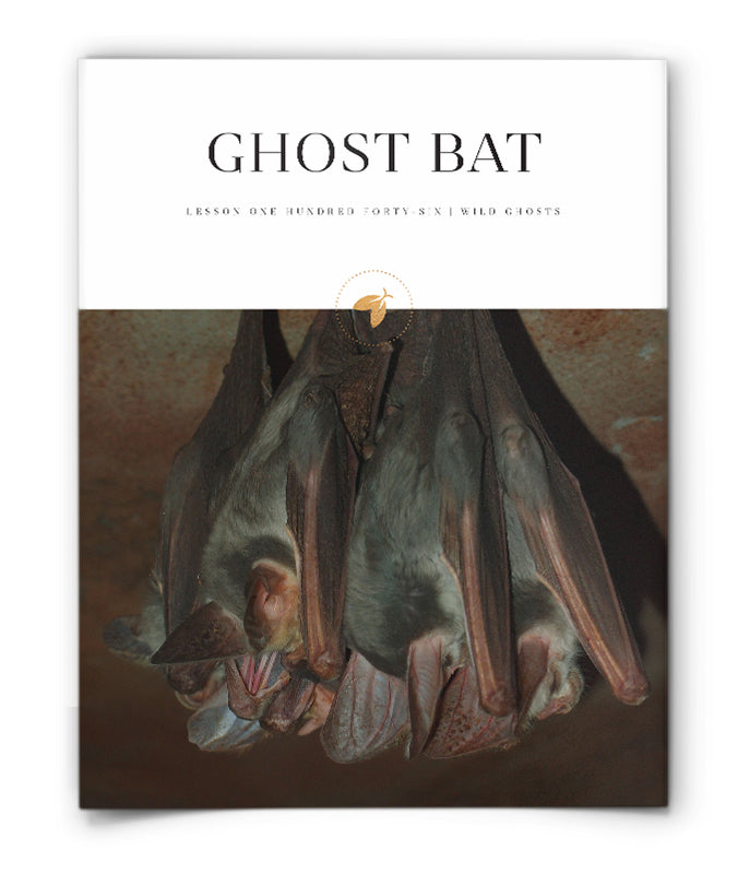 Ghost Bat