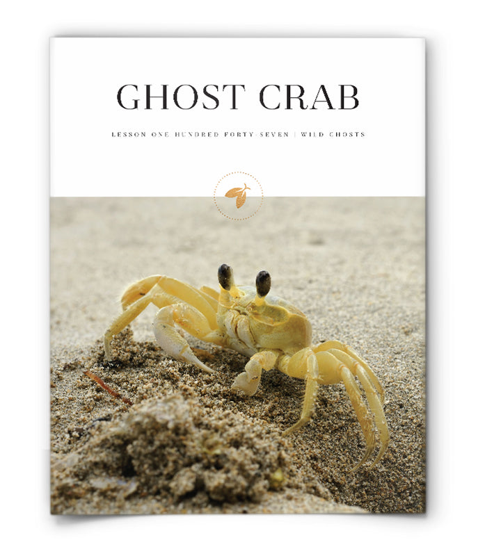 Ghost Crab