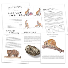 Marsupials