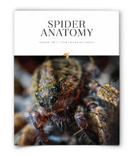Spider Anatomy