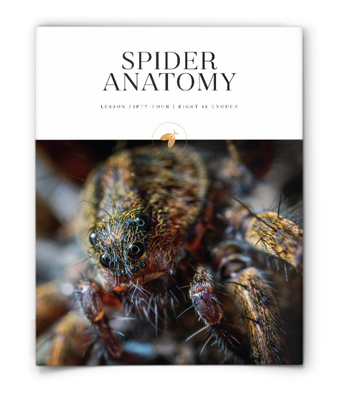 Spider Anatomy