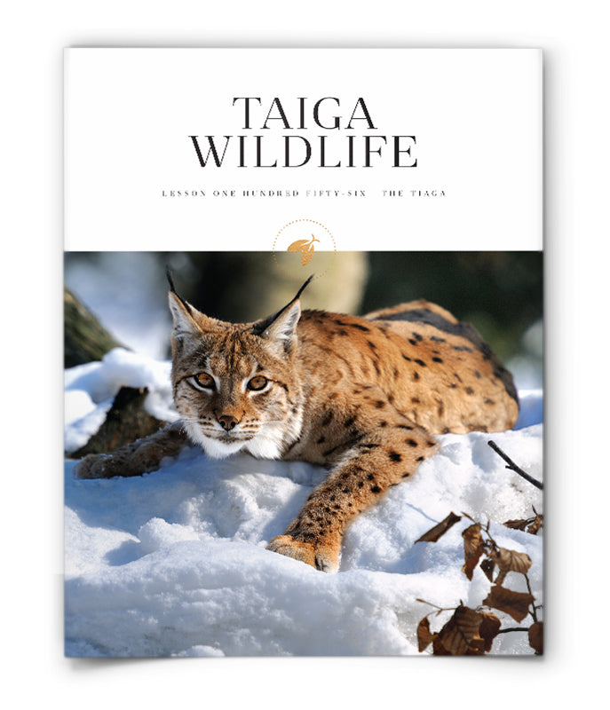 Taiga Wildlife