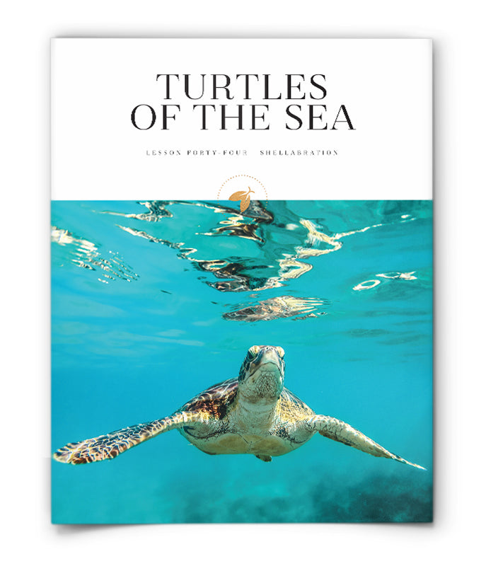 Turtles of the Sea