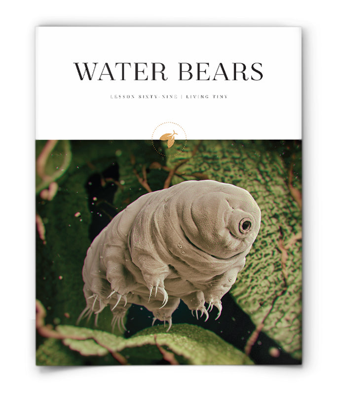 Water Bears